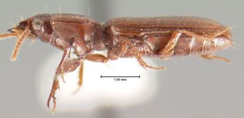 Media type: image;   Entomology 5471 Aspect: habitus lateral view